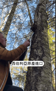 西伯利亞樺樹茸,抗糖降血壓西伯利亞樺樹茸三高胰島素樺褐孔菌西伯利亞樺樹茸黑金原裝野生40克罐裝 9 cb36d5586120b77b25ac5cb4590c5e10 西伯利亞樺樹茸