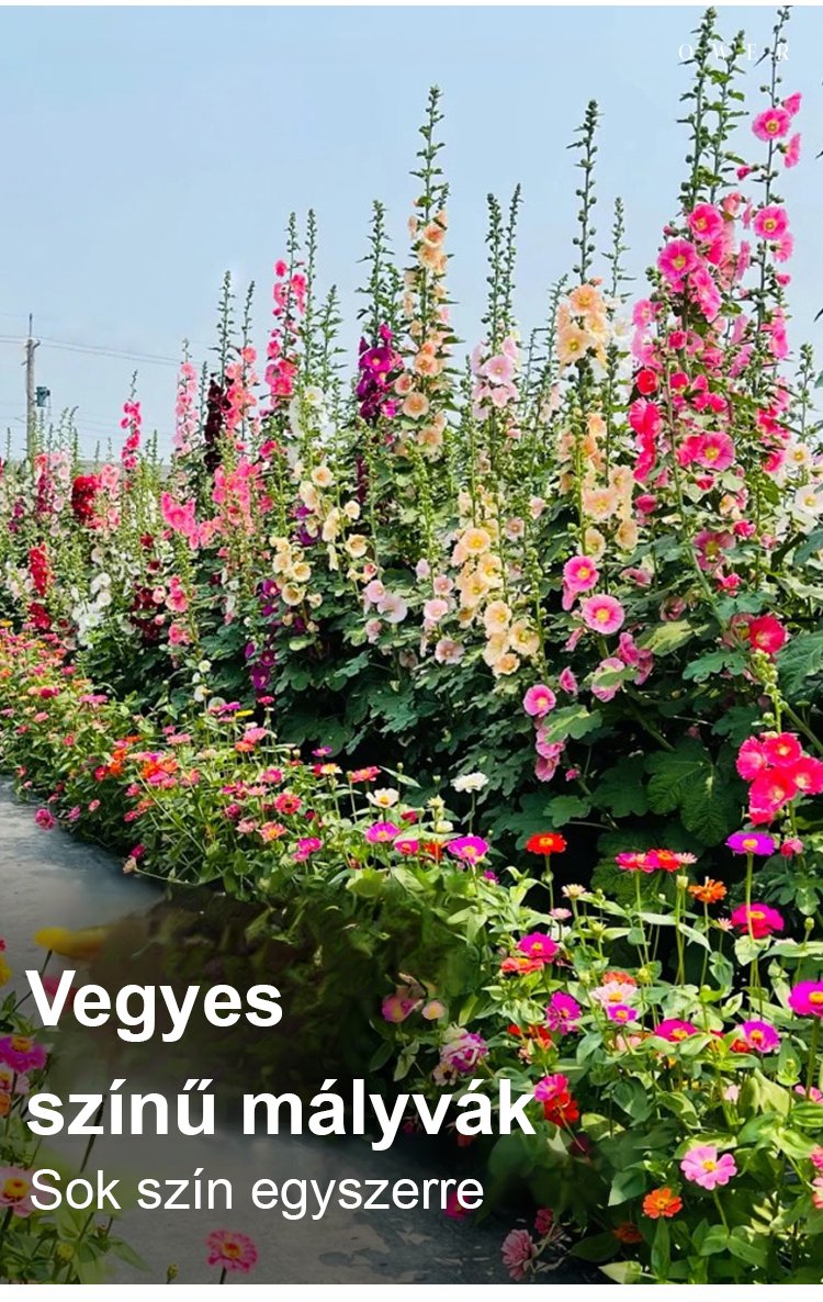 翻译件-JS-四季开花重瓣蜀葵花种-1265664-系统_09.jpg