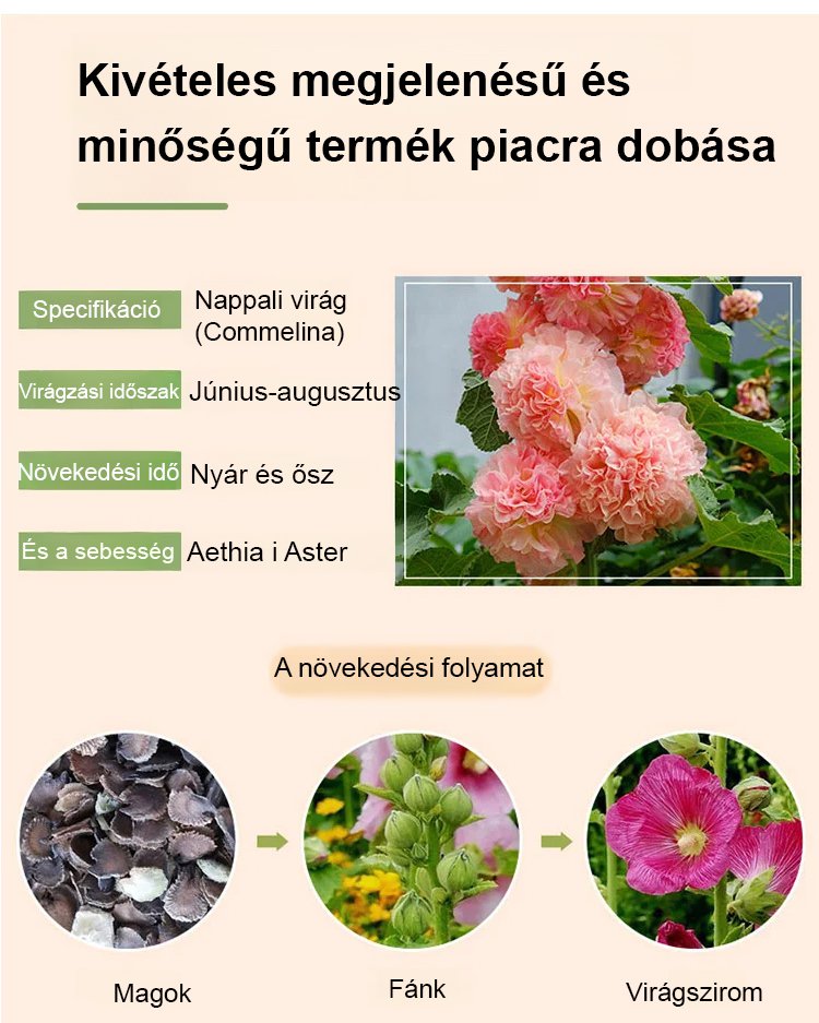 翻译件-JS-四季开花重瓣蜀葵花种-1265664-系统_12.jpg