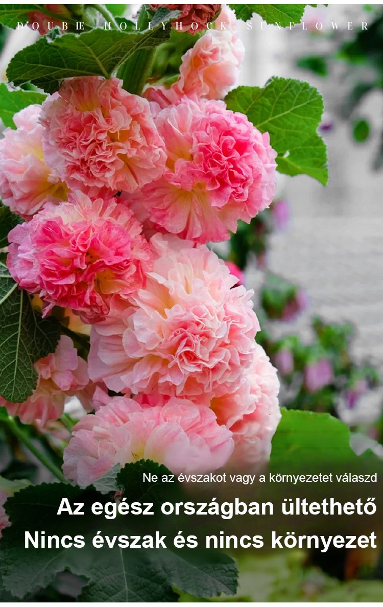 翻译件-JS-四季开花重瓣蜀葵花种-1265664-系统_03.jpg