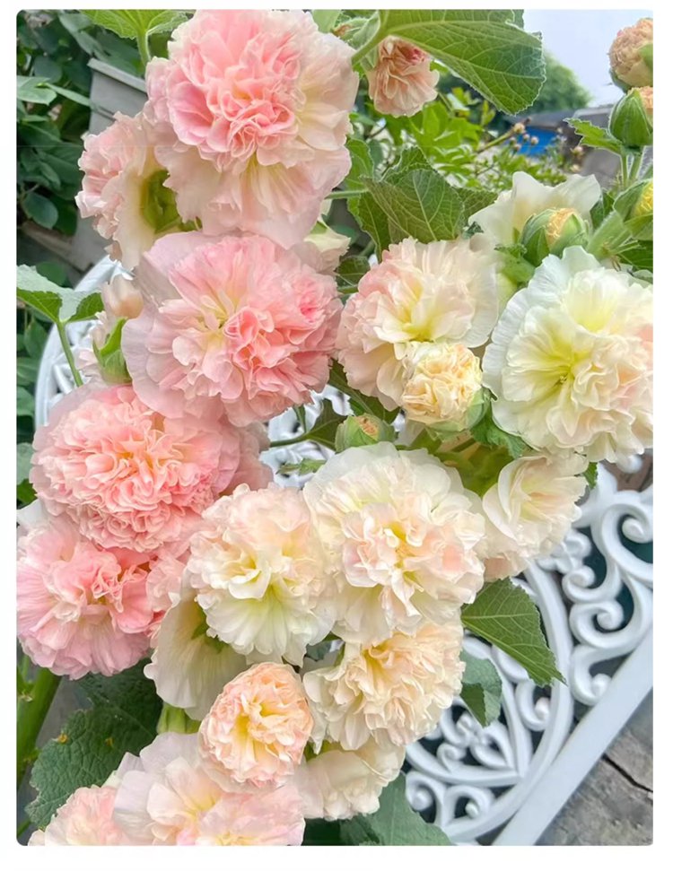 翻译件-JS-四季开花重瓣蜀葵花种-1265664-系统_10.jpg
