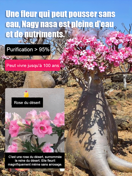 Arrosez et vivez 100 ans : bulbe de rose du désert.