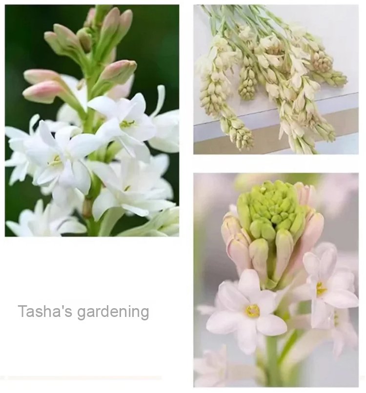 翻译件-GK-【香飘万里】晚香玉种球花-1160515-系统_13.jpg