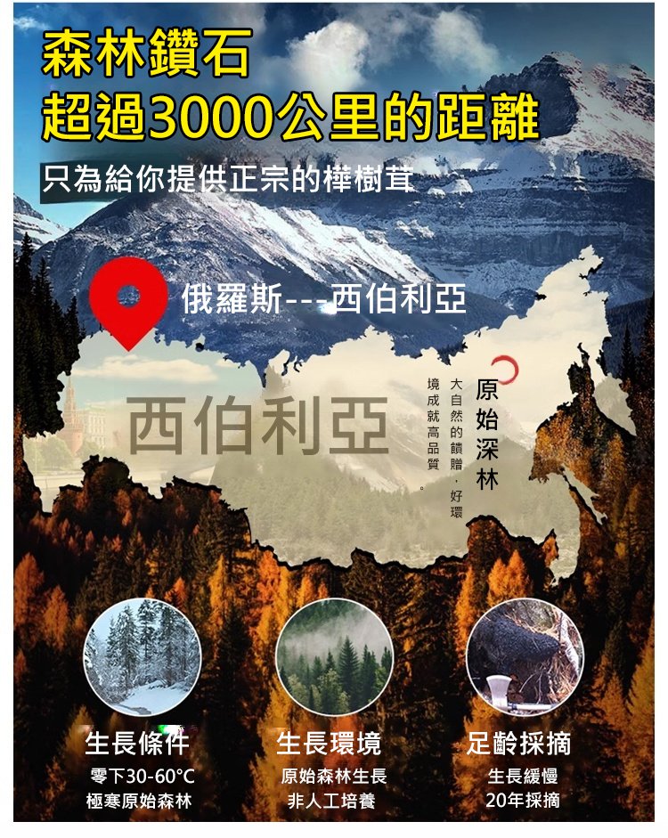 西伯利亞樺樹茸,抗糖降血壓西伯利亞樺樹茸三高胰島素樺褐孔菌西伯利亞樺樹茸黑金原裝野生40克罐裝 10 822a02ecc9b76c802ca6e86f943560bf 西伯利亞樺樹茸