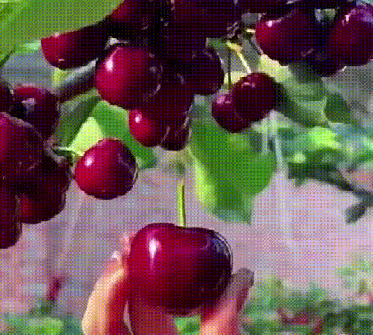 0-3d1b86a81f9ce22412747b00e3fdf144.gif