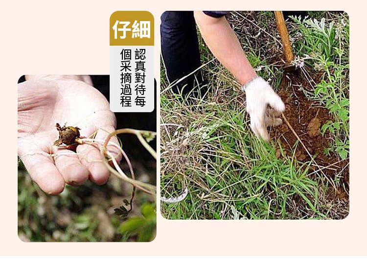 固養黑方湯,養生茶獨立包裝決明子枸杞山楂黑豆黑芝麻陳皮幹姜代用茶150克每盒 25 ad058974345d81aa9a091f3afd00a595 固養黑方湯