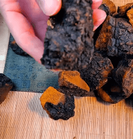 西伯利亞樺樹茸,抗糖降血壓西伯利亞樺樹茸三高胰島素樺褐孔菌西伯利亞樺樹茸黑金原裝野生40克罐裝 11 b1d172232ecc83ce98c9af11a9f30e7f 西伯利亞樺樹茸