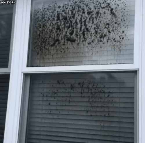 Honeycam 2026-05-14 18-07-47.gif