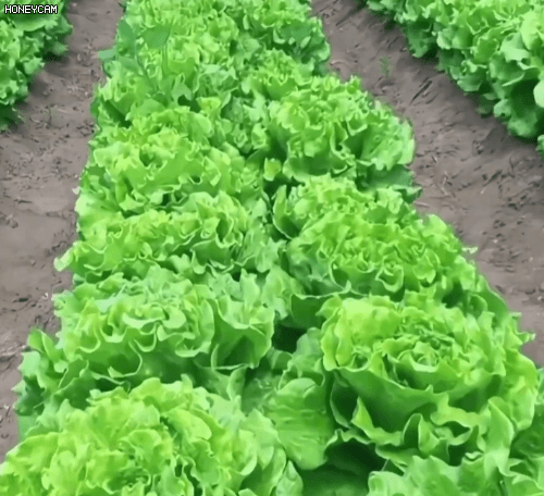 Honeycam 2025-09-19 09-58-09.gif