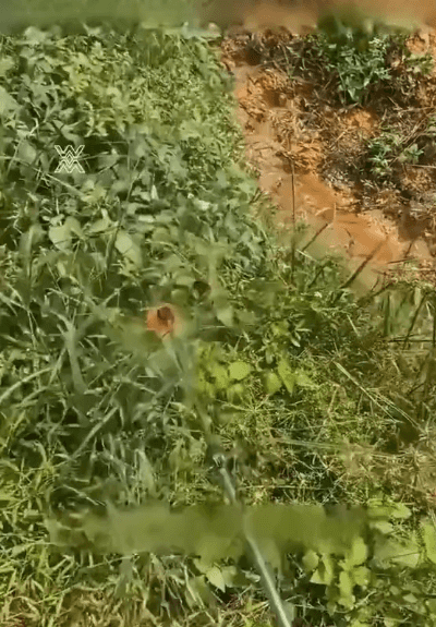 f8983bcc744df6a16931145d21e6aaf5.gif