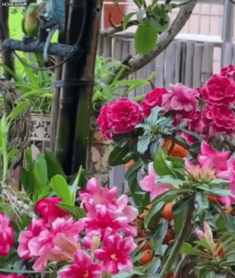 Honeycam 2026-06-30 16-56-49.gif