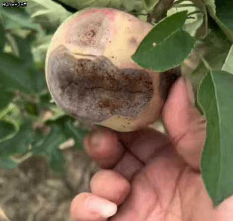 Honeycam 2025-11-17 20-56-46.gif