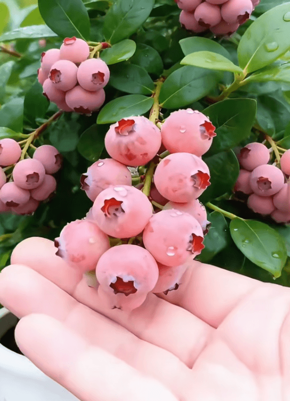 翻译_06.gif