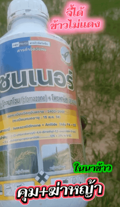 翻译件-HFH-水稻杀虫除草剂-1364353_05.gif