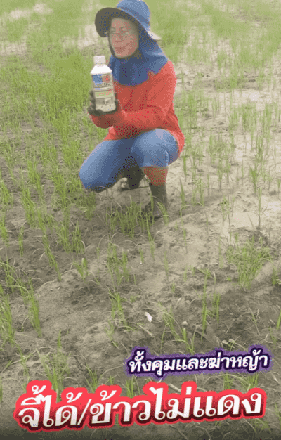 翻译件-HFH-水稻杀虫除草剂-1364353_12.gif