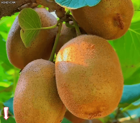 Honeycam 2025-10-21 13-41-50.gif