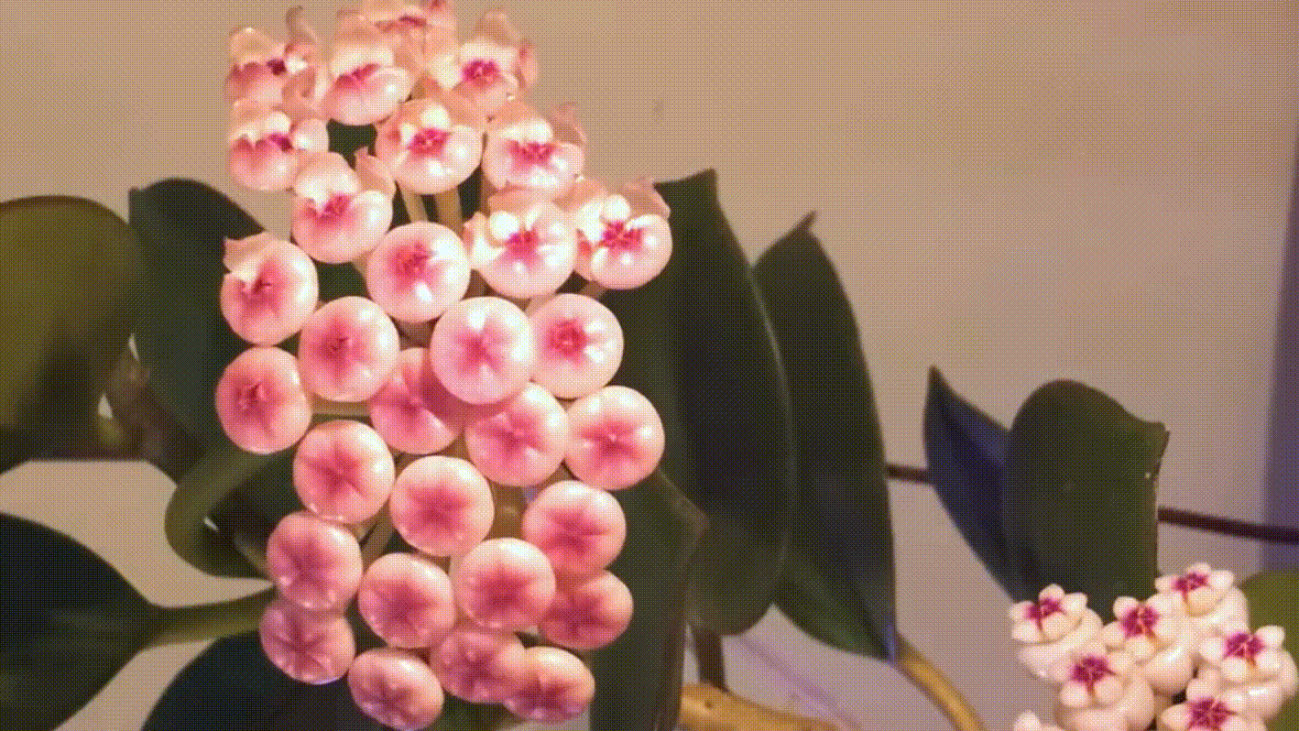 14658c073d3daae72e4ec9f226143d88.gif