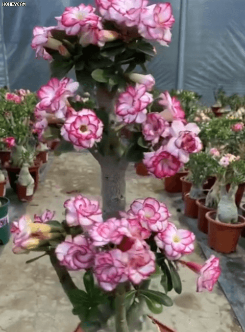 Honeycam 2026-06-30 16-55-19.gif