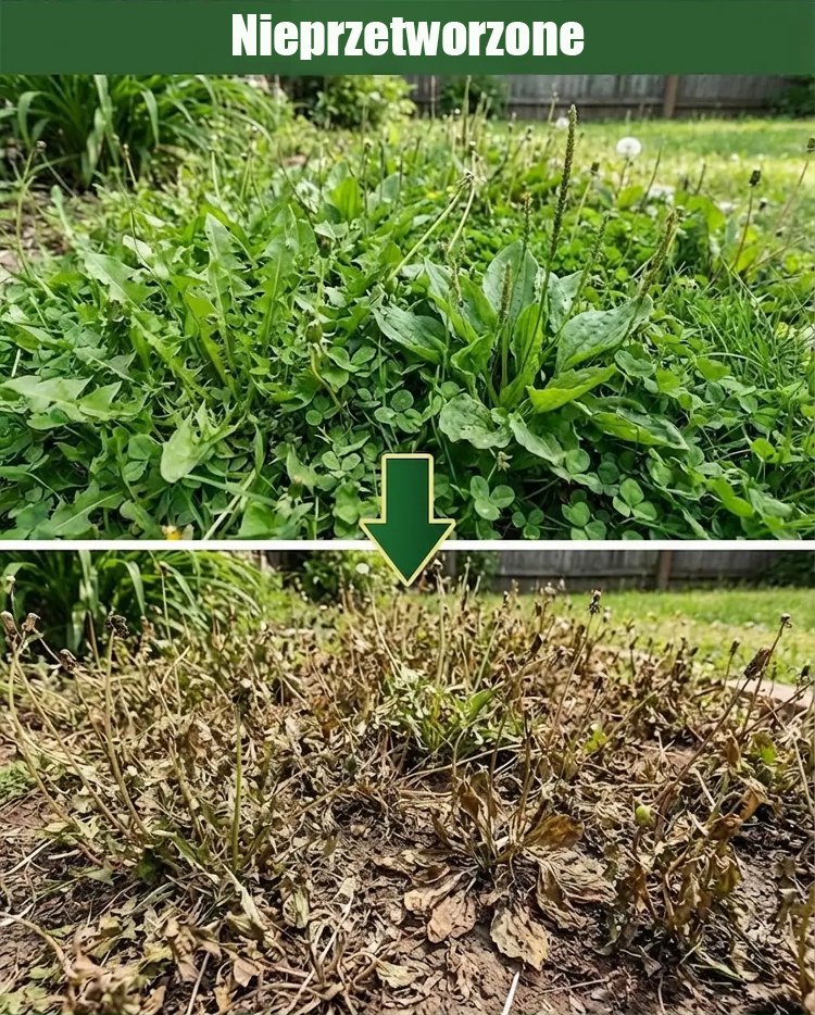 翻譯件-SL-除草爛根劑-1349739-系統-(1)_11.jpg