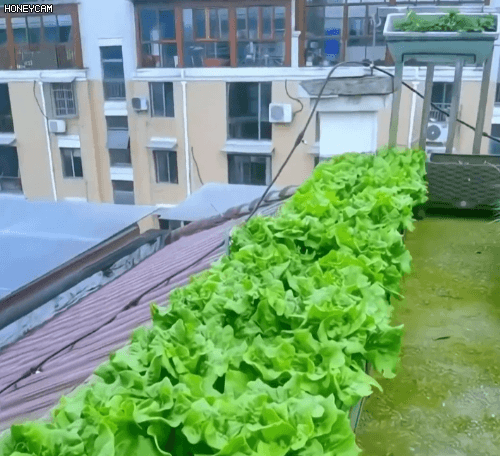 Honeycam 2025-09-19 09-59-20.gif