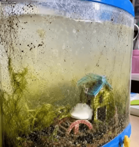 Honeycam 2026-06-03 15-10-28.gif
