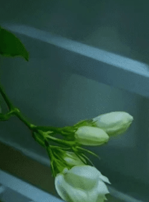 翻译_09.gif