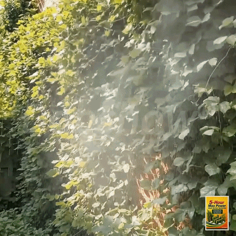 11.gif