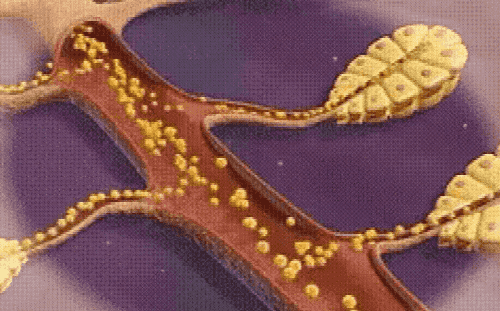 葛根苦瓜桑葉茶 葛根苦瓜桑葉茶