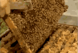 1547186863921356.gif 6de3fc450c7a4fe88e2823f4b2e602c4.gif