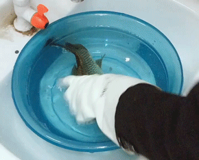 1558661253988295.gif 640 (15).gif