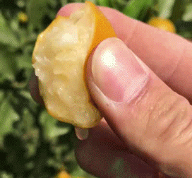 1595325944372617.gif 0.gif