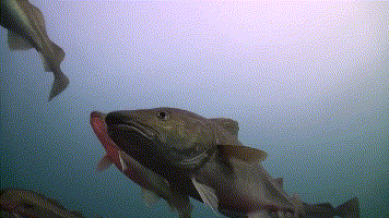 1597313994181649.gif 122046429208.gif
