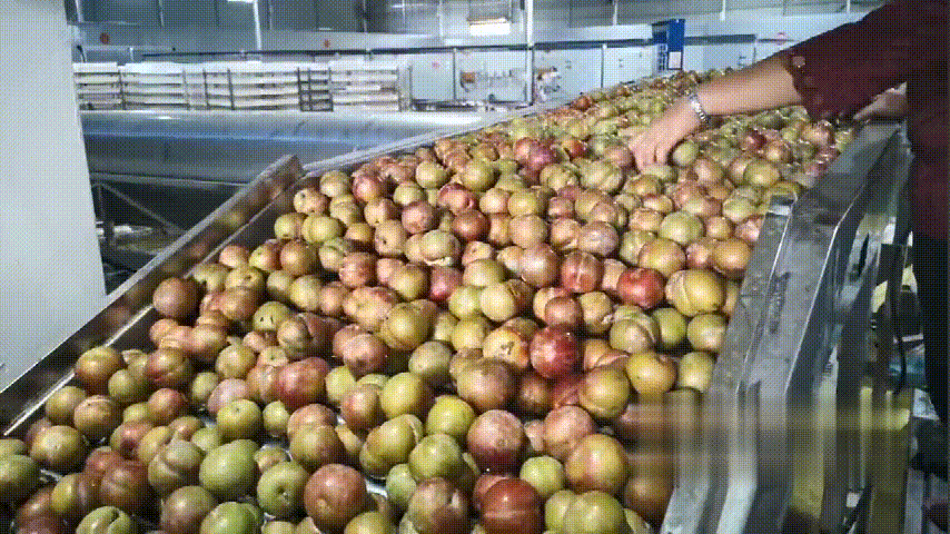 1599203014865194.gif 永泰李干福建特产原味芙蓉李干酸甜零食李子干果脯蜜饯500g-tmall.com天猫.gif