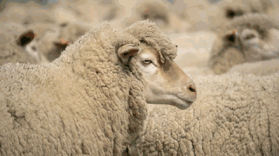 1610360179383451.gif