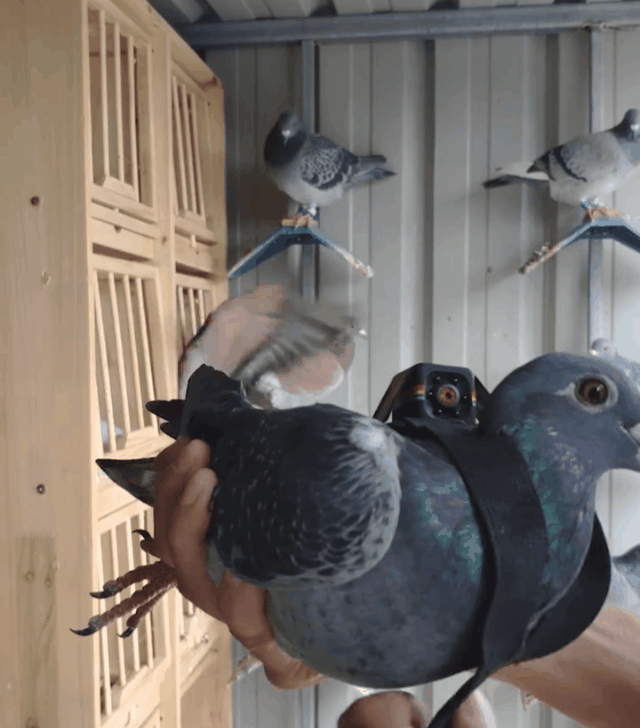 1618294794911242.gif 1618294383243_640x728.gif