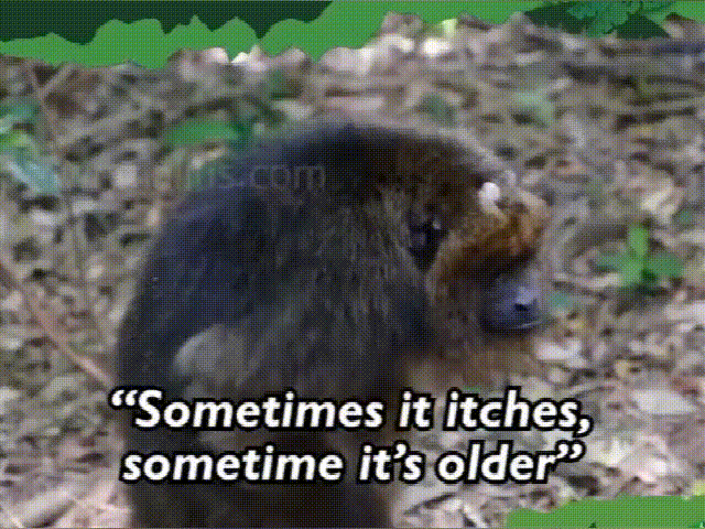 1633662975300632.gif G2.gif