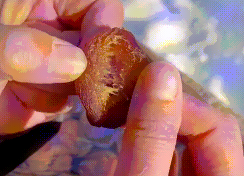 竹蜂鹽枇杷果乾 21 1f1b91022079c8c90814800eebdd16b0 竹蜂鹽枇杷果乾