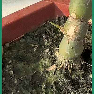 1 (7).gif