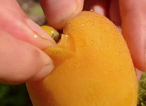 竹蜂鹽枇杷果乾 25 2fbe866514f2c61e7254a2fda64dfee0 竹蜂鹽枇杷果乾