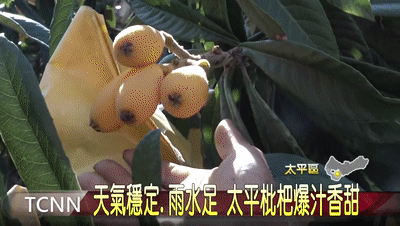 竹蜂鹽枇杷果乾 7 3037769cb1f21fdaea2ff298578841e9 竹蜂鹽枇杷果乾