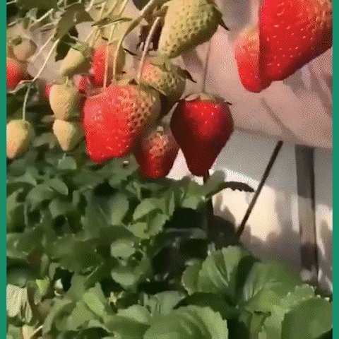 1 (3).gif