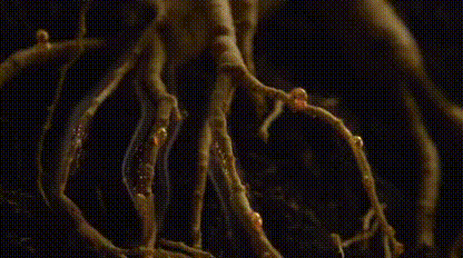 image_24.gif