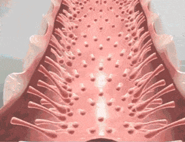 f7aa7259e5e00cde19dcd5a0c846f8f2.gif