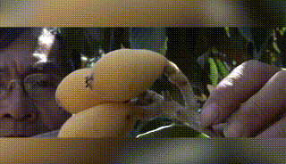 竹蜂鹽枇杷果乾 27 6ac69b6b913e32ff4c167481e733042b 竹蜂鹽枇杷果乾