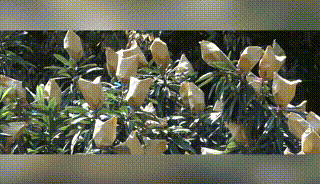 竹蜂鹽枇杷果乾 31 73a107d45707d3cbfec4664abe56a42c 竹蜂鹽枇杷果乾