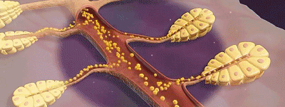 小葉苦丁茶 16 7446a7f3ff94ba9a37071fdf782faa79 小葉苦丁茶