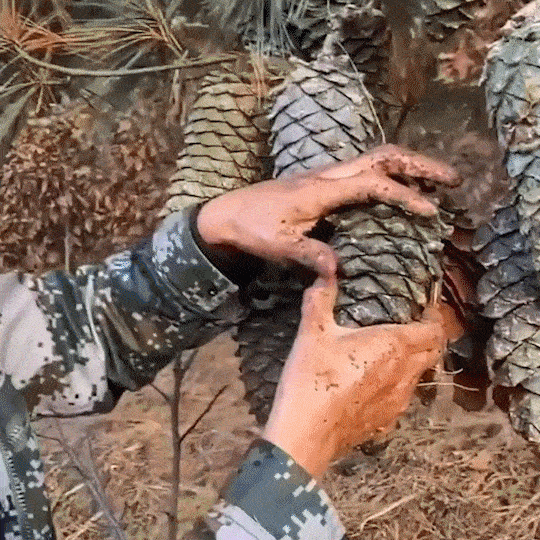 5.gif