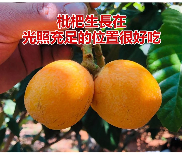 竹蜂鹽枇杷果乾 26 8addf94e4ebbe71b808157447207a043 竹蜂鹽枇杷果乾