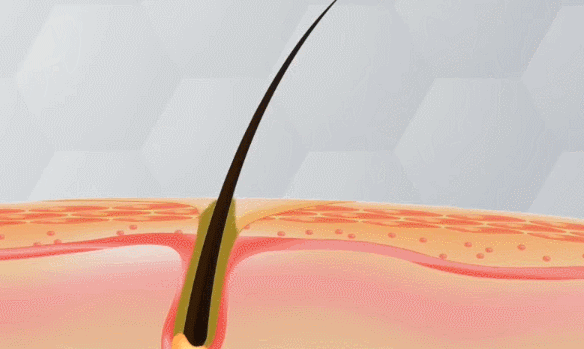 五珍芝麻丸 五珍芝麻丸