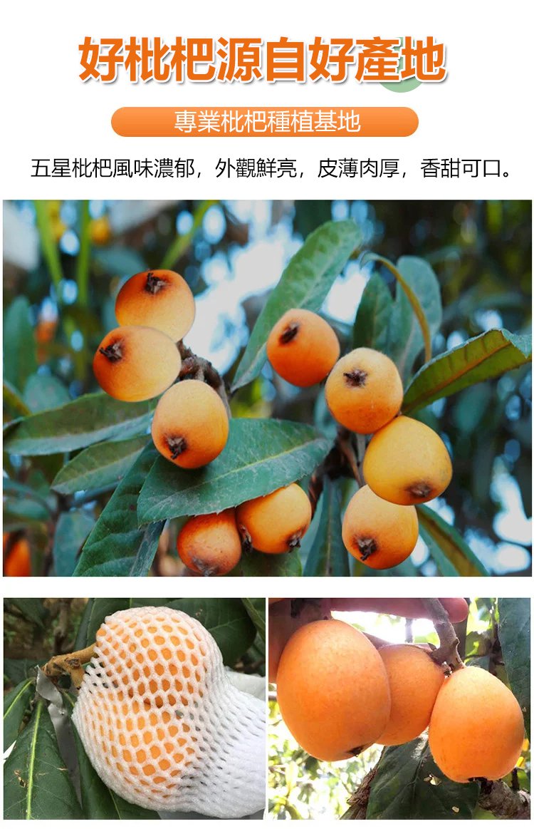 竹蜂鹽枇杷果乾 32 9da66d5498e2716ab974c276823bfa0f 竹蜂鹽枇杷果乾